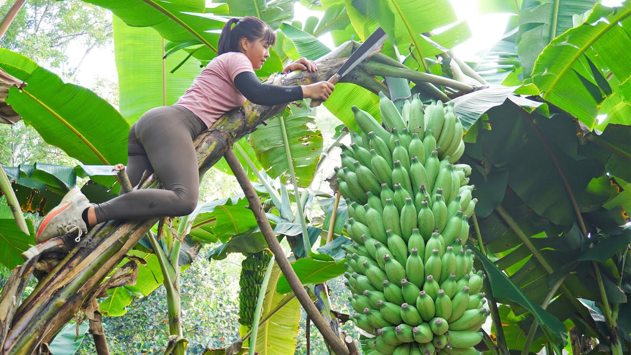 TIMILAPSE-- Harvest Giant Banana Bunch, Coconut, Pineapple, Watermelon,...Go To Countryside Sell