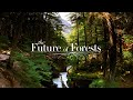 The Future of Forests