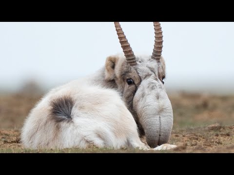 Animals You’ve Probably Never Heard Of