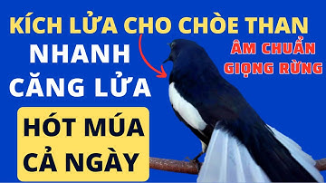 Chòe Than Hót Chuẩn GIỌNG NÚI RỪNG Kích Chòe Than Hót Đấu Luyện Choè than HÓT HAY choe than#choethan