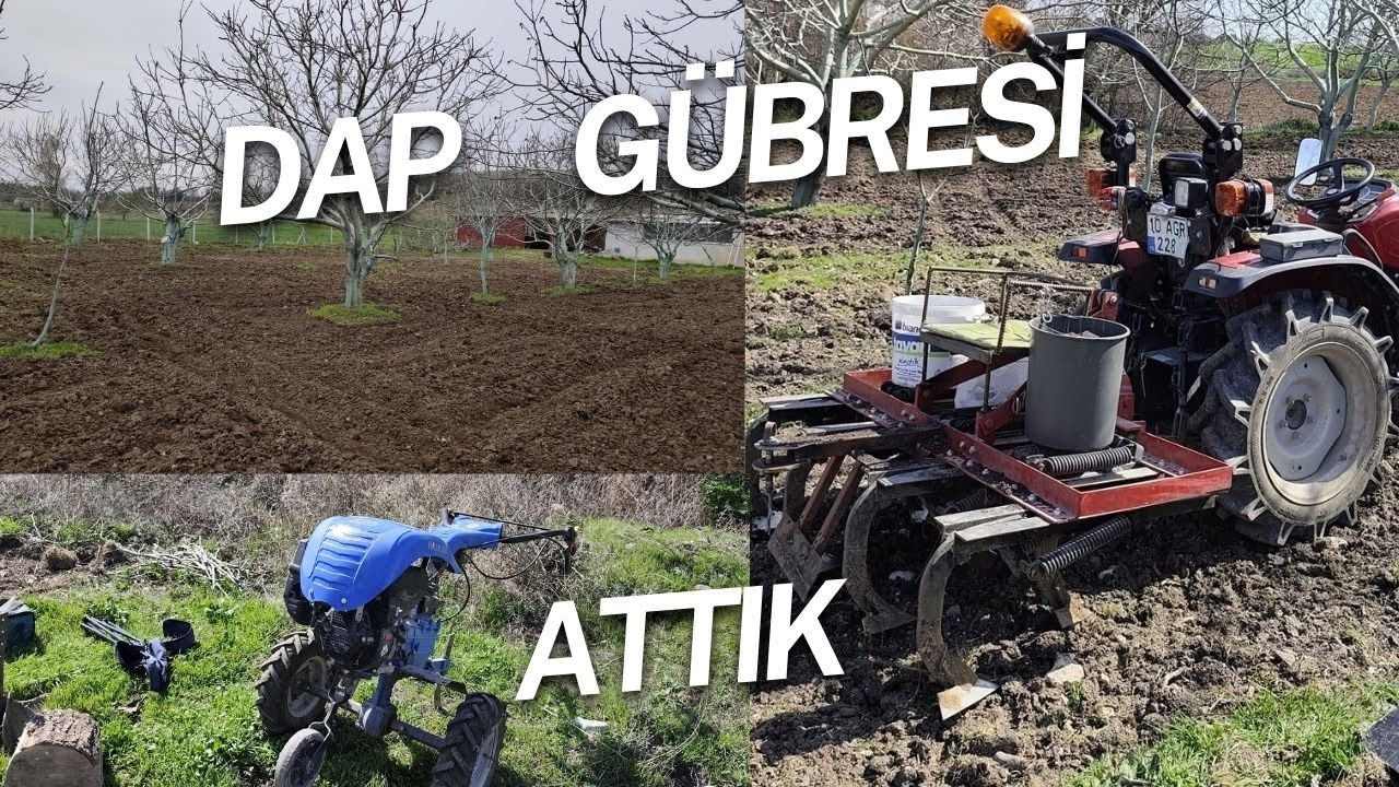 MART AYINDA  CEVİZ AĞAÇLARININ KÖK GELİŞİMİNİ SAĞLAYAN DAP 18 -46-0 GÜBRESİNİ ATTIK