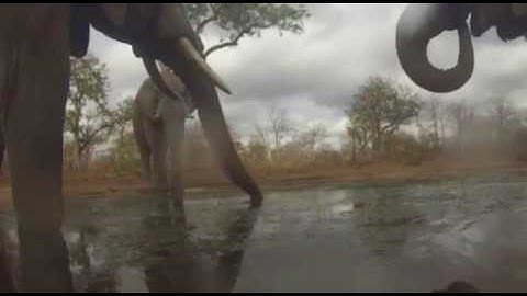 Elephant encounter - up close via GoPro