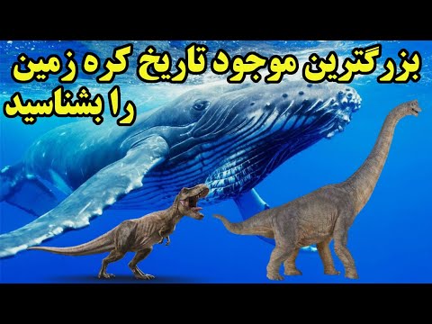 تصویری: بزرگترین حیوانات روی کره زمین: نهنگ های آبی