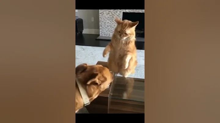 Video 1812911: cat fight funny, funny cat jump fail, dog fight funny