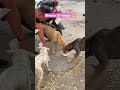 Mission 0 Hunger #viral #shortsviral#love#shortvideos#inspirtional #viralvideos #pets #animals