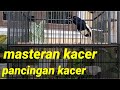 Pancingan Dan Masteran Kacer Cocok Untuk Kacer Yg Malas Bunyi Atau Kurang Fighter Mp3 - Mp4 Download