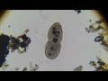 Микроскоп Levenhuk Rainbow 2L PLUS – жизнь в капле воды