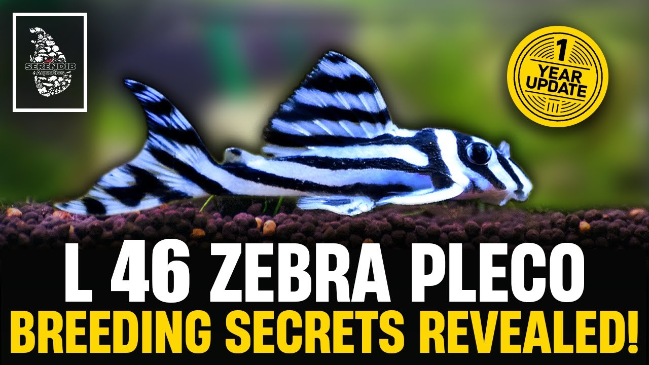 The SHOCKING Truth About Breeding L46 Zebra Pleco After 1 Year! - YouTube