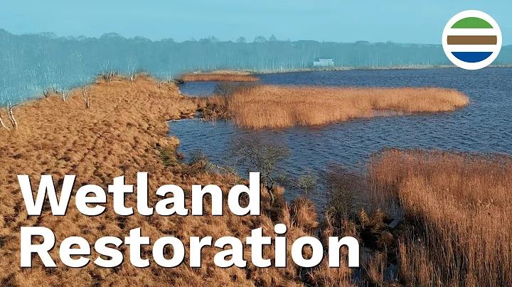 Cutting Greenhouse Gas Emissions with the Help of Wetlands