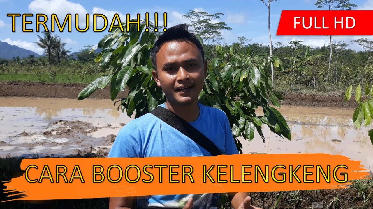 Cara Booster Kelengkeng New Kristal Yang Paling Mudah 