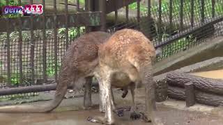 Animal sex video(5)