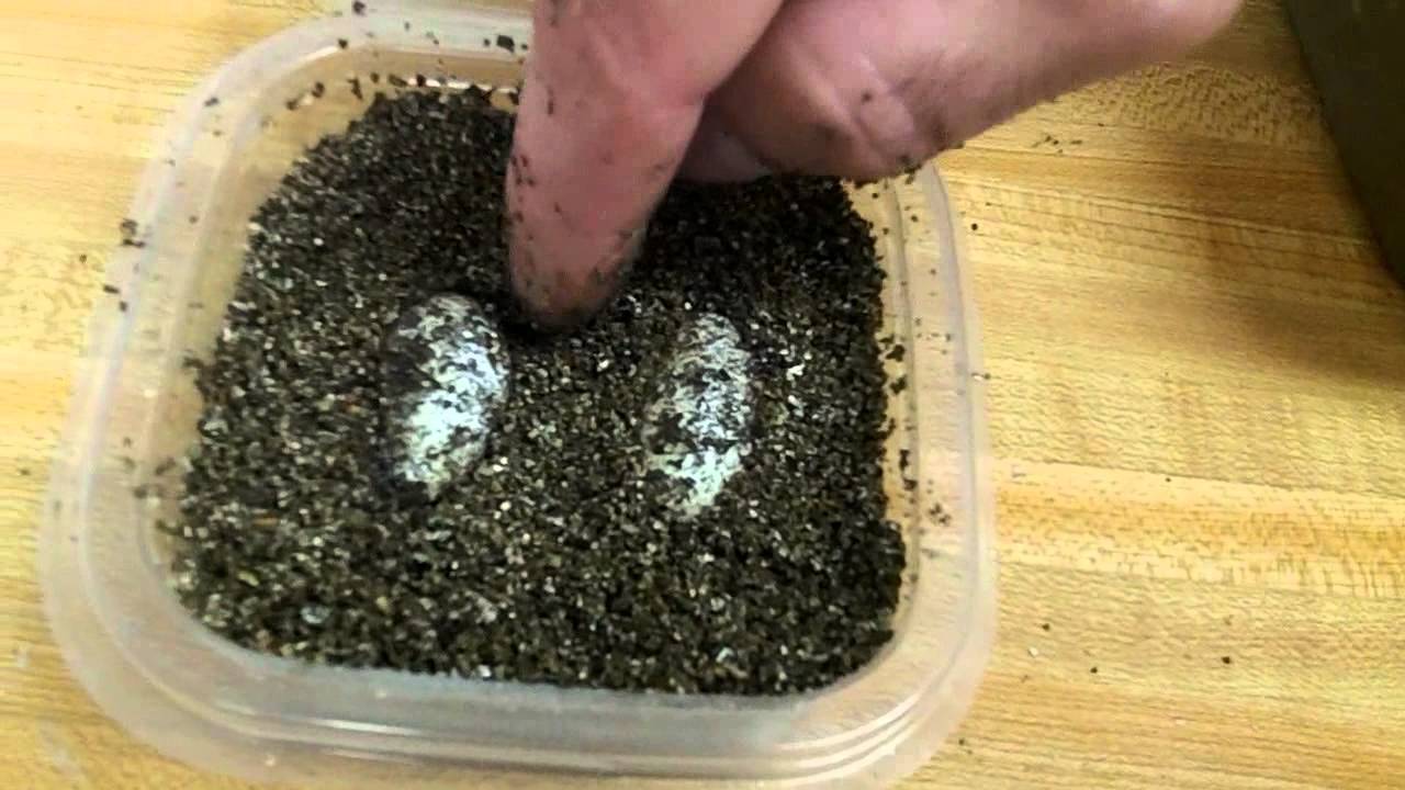kids anka Leopard Gecko Eggs 5-13-13