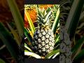 Pineapple #PlantPineapple #GrowPineapple #PineapplePlant #Gardening