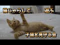 猫じゃらしで遊ぶ子猫を見守る会