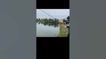 Cá lóc trong vuông tôm quá mập