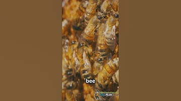 Hash Rate The Heartbeat of Crypto Mining! #bitcoin #cryptominer #asicminer #crypto