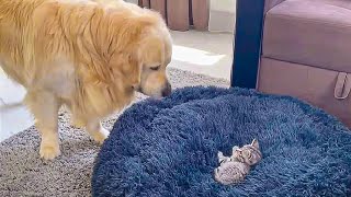 Golden’s comical ‘showdown’ with kitten over bed scores 41M views by Did You Know Animals ? 572 views 2 months ago 3 minutes, 16 seconds