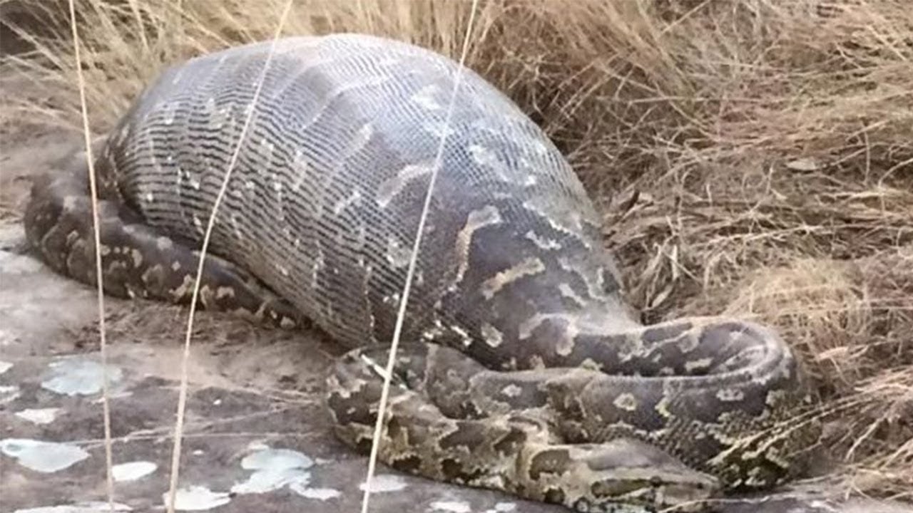 video ular makan manusia di gorontalo
