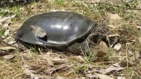 A softshell turtle can run and jump into the water...