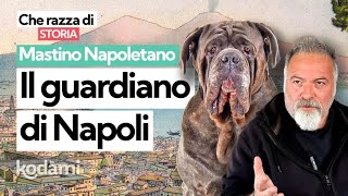 Cosa devi sapere sul Mastino Napoletano: caratteristiche e storia del 