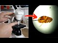 Microscope Basics Quiz