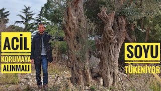 Asırlık Samsun Zeytin Türleri Yok Olmak Üzere❗️| Vlog 20 Resimi