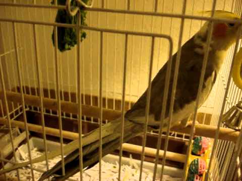 Cockatiel Bird Singing Lady Gaga's Bad Romance camera iphone 8 plus apk