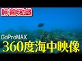 【360度動画】静岡･御前崎港(お座敷)の海中2020年12月【釣行前のモチベーションアップ用】