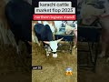 northern bypass mandi new latest update | karachi cattle market flop