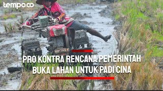 Pro Kontra Rencana Pemerintah Buka Lahan Sejuta Hektar di Kalimantan untuk Padi Cina