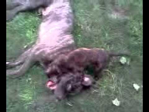 Pitbull Attacks Cane Corso Youtube