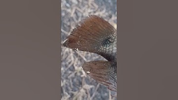 Câu Cá Rô Đồng,Dính Rô Mề Ú Nu.