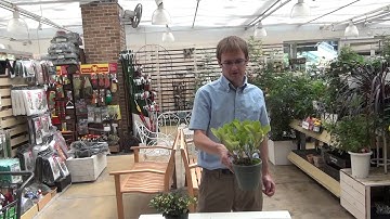 How to Grow and Care Skimmia