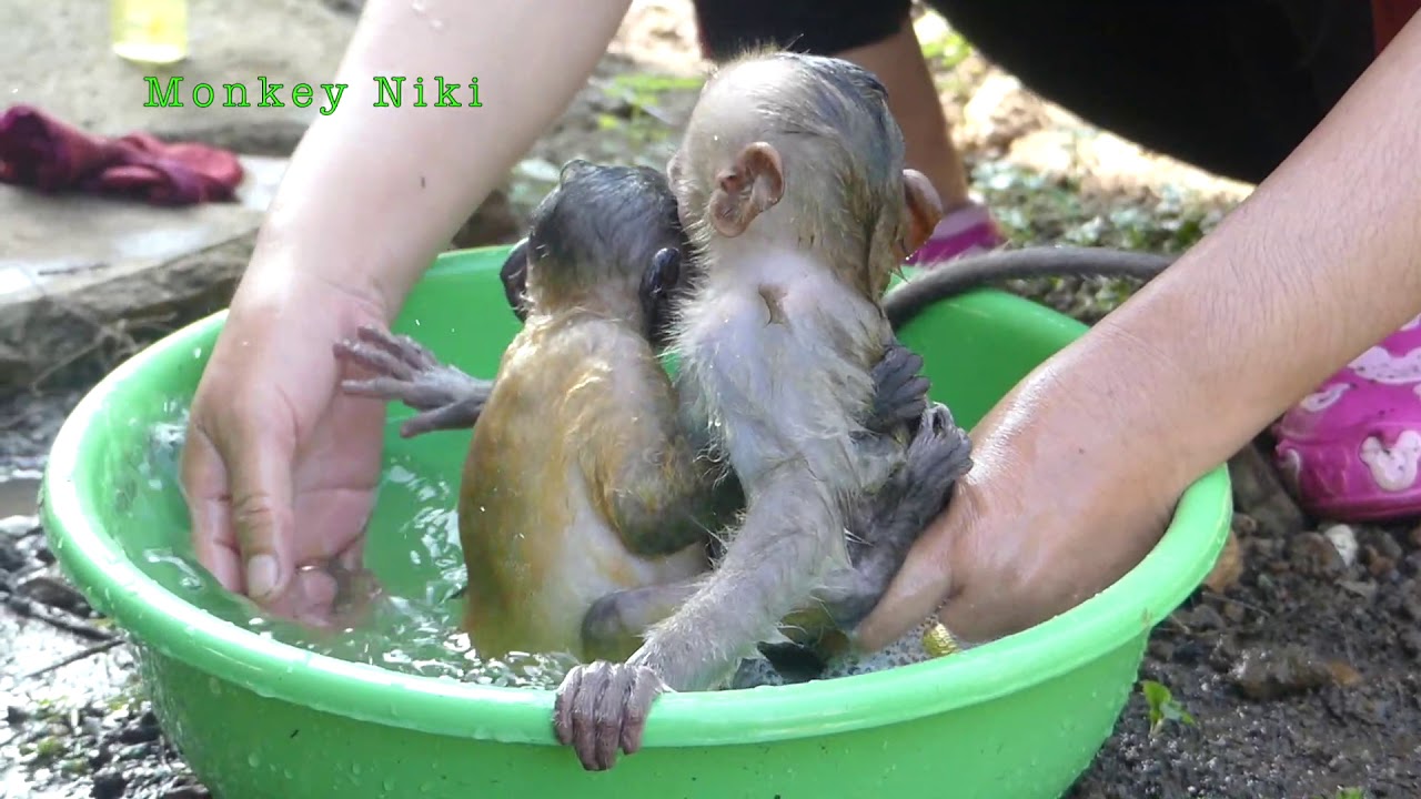 Monkey Niki l Miki cried a lot because you want to hug Sister
