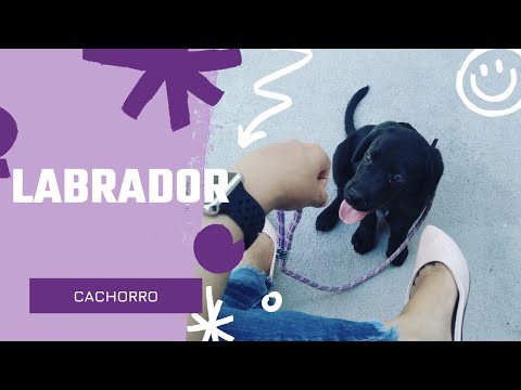 Vídeo: 10 razões para se apaixonar por um cão