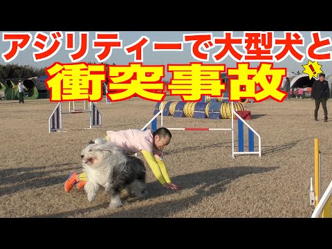 【衝突事故】大阪アジリティー競技会でパトラと衝突事故‼️