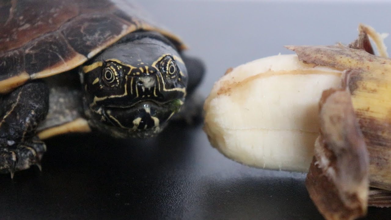 Turtle eat Banana fruit 