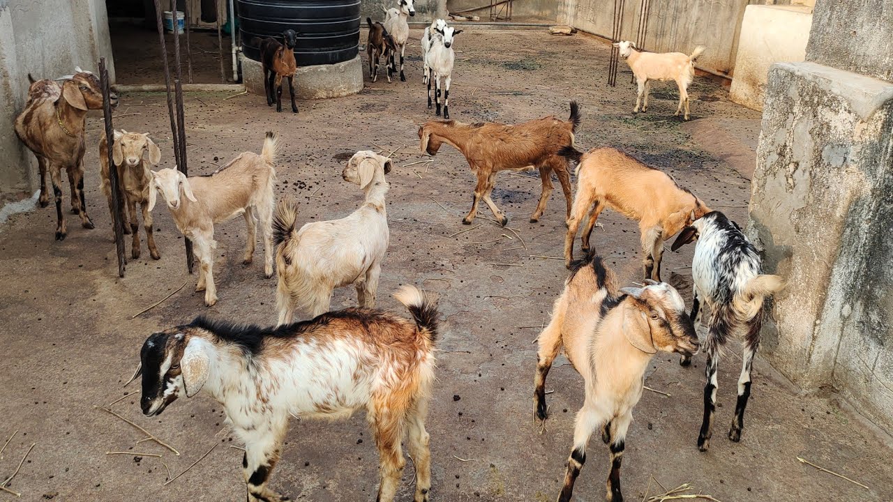desi goats in Hyderabad Falaknuma desi bakriya in Hyderabad YouTube