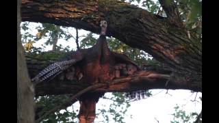 Wild Turkeys Roosting With Babies Poults. See Where Turkeys Sleep At Night.