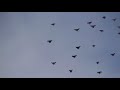 Полет голубей (Машошин В.В)