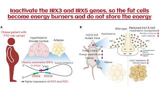 Reiki Angel Number to inactivate the IRX3 and IRX5 genes, so the fat cells become energy burners and