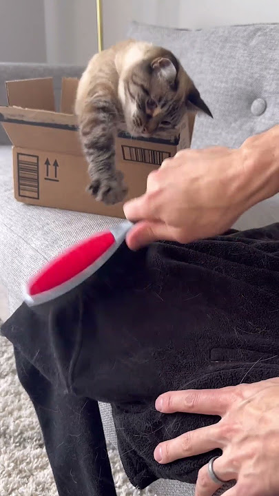 Testing the world’s most popular fur removing product!