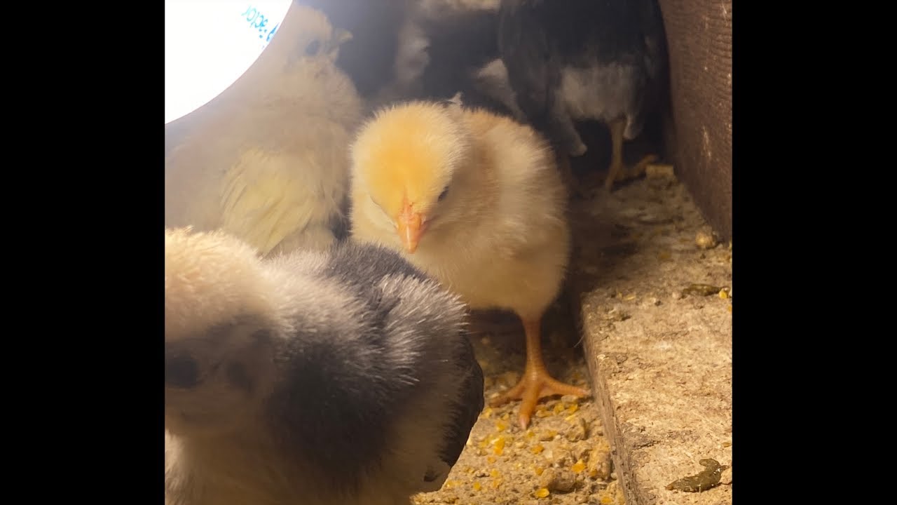 Little hungry chicken #asmr #birdsavairy (Episode-16)