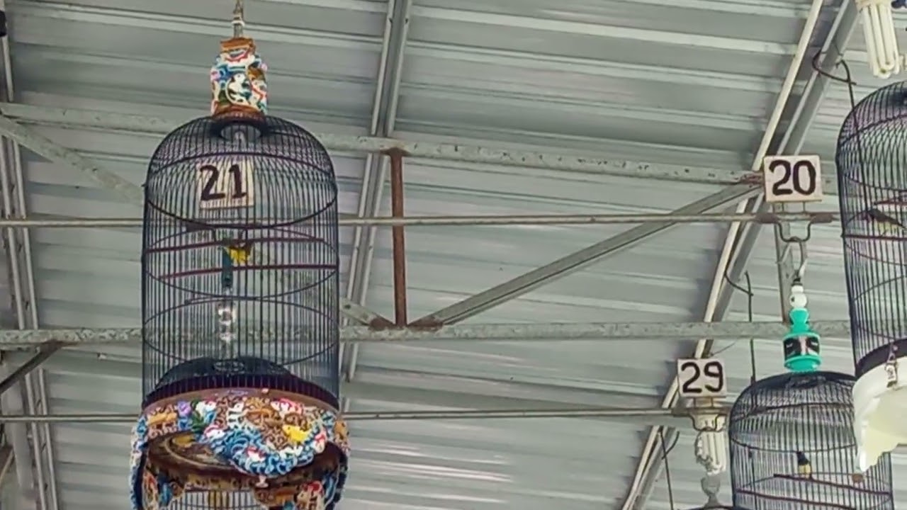 INDIGO x HOREK duet panas digantangan RR Arena Bondowoso #sogonmaterimewah #kicaumanianusantara