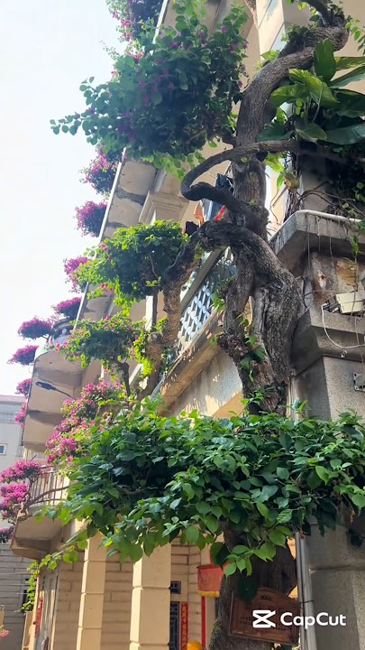 What a 30 years old Bougainvillea brings to us ! #flowergarden #stunning #amazonfinds