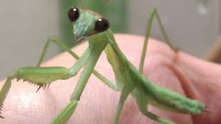 飼育種紹介 たのしく幼虫たちを紹介していくよ ハラビロカマキリ ウスバカマキリ オオカマキリ コカマキリ カマキリ Youtube 飼育種紹介 たのしく幼虫たちを紹介していくよ ハラビロカマキリ ウスバカマキリ オオカマキリ コカマキリ カマキリ Youtube