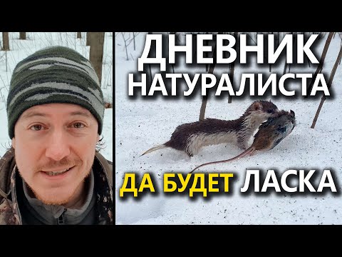 Дневник натуралиста. Будет Ласка