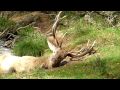 Le Brame du Cerf au Moulin de Poyaller