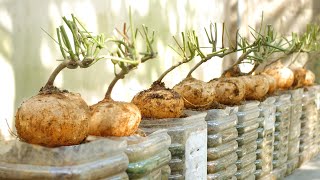 How to Grow Jicama at Home for Big and Sweet Tubers, Easy for Beginners