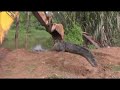 Giant Crocodile in Sri Lanka Rescued and Released || ViralHog